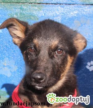 Do adopcji Nowy Dwór Mazowiecki