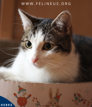 Do adopcji Rzeszów