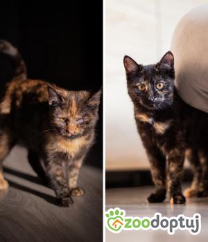 Do adopcji Poznań