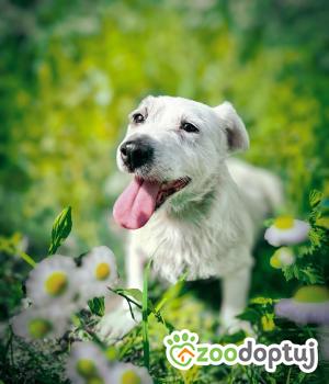 Do adopcji Warszawa