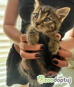 Do adopcji Głowno