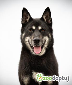 Do adopcji Warszawa