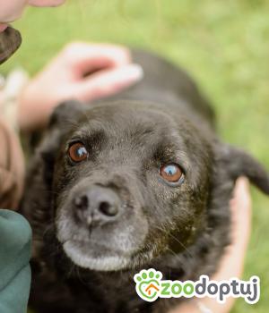 Do adopcji Białobrzegi