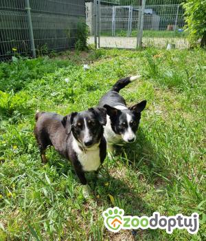 Do adopcji Września