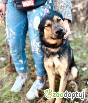 Do adopcji Białobrzegi