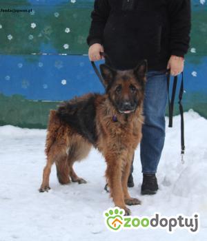 Do adopcji Nowy Dwór Mazowiecki