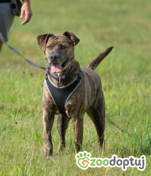 Do adopcji Żelechów