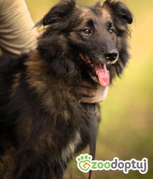Do adopcji Łódź