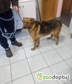 Do adopcji Zgierz