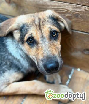 Do adopcji Warszawa