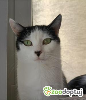 Do adopcji Poznań
