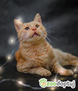 Do adopcji Radom