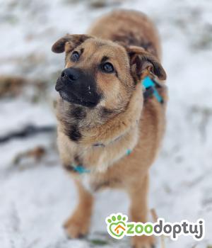 Do adopcji Dąbrowa Tarnowska