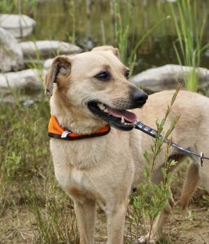 Do adopcji Mielec