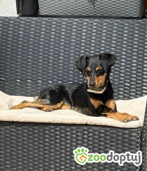 Do adopcji Bydgoszcz