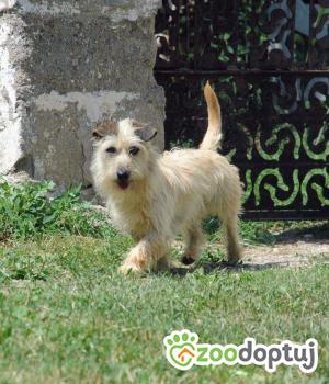 Do adopcji Radziejów