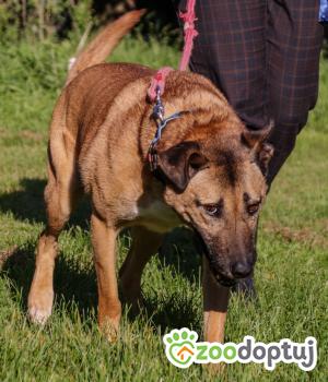 Do adopcji Zgierz