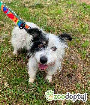 Do adopcji Mielec