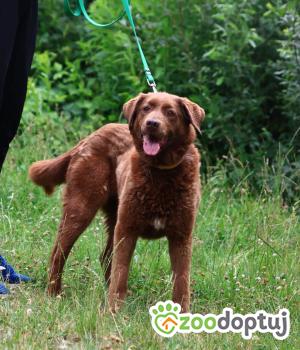 Do adopcji Płock