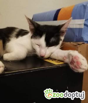 Do adopcji Rybnik