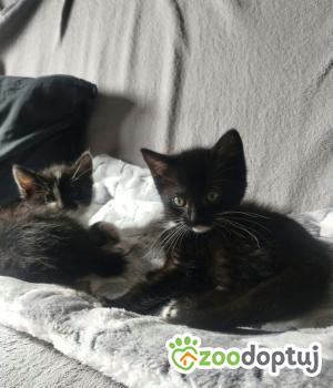 Do adopcji Toruń