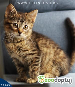 Do adopcji Rzeszów