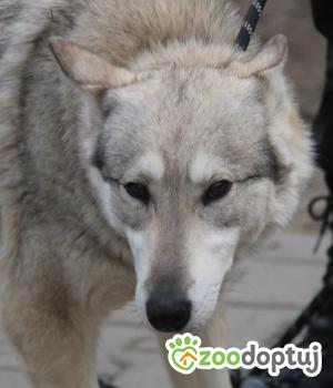 Do adopcji Nowy Dwór Mazowiecki