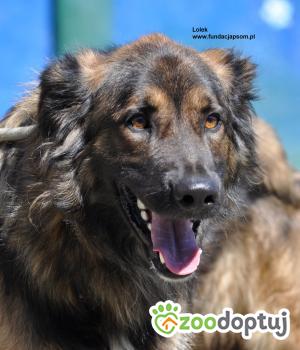 Do adopcji Nowy Dwór Mazowiecki