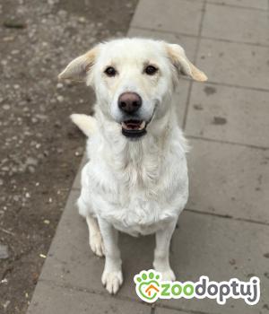 Do adopcji Warszawa
