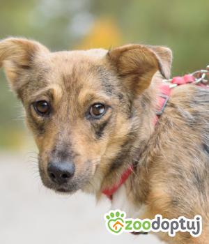 Do adopcji Warszawa