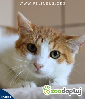 Do adopcji Rzeszów