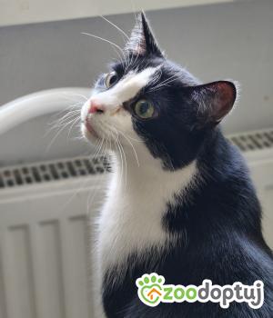 Do adopcji Poznań