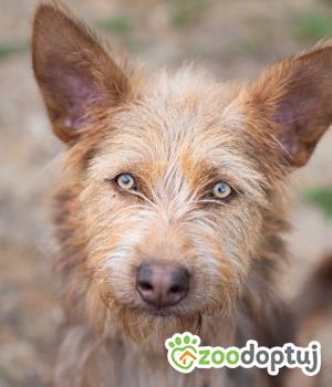Do adopcji Warszawa
