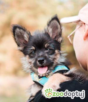 Do adopcji Sompolno
