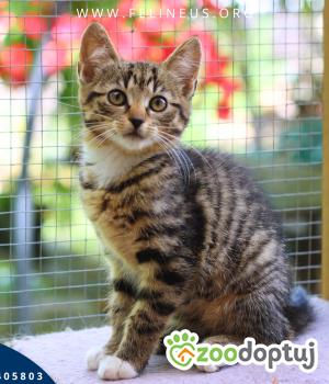 Do adopcji Rzeszów
