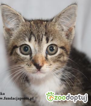 Do adopcji Nowy Dwór Mazowiecki