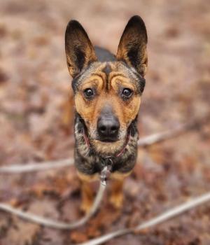 Do adopcji Warszawa