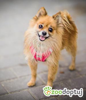 Do adopcji Warszawa