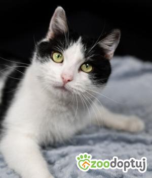 Do adopcji Warszawa