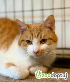Do adopcji Łódź