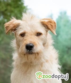 Do adopcji Warszawa