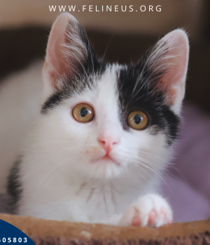 Do adopcji Rzeszów