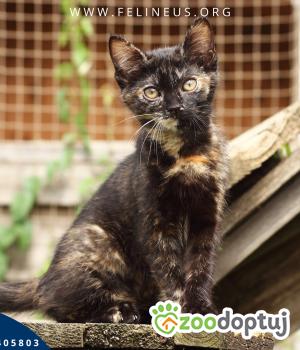 Do adopcji Rzeszów