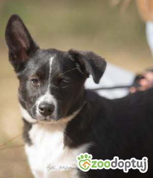 Do adopcji Myślenice