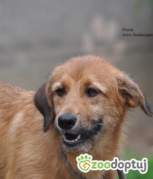 Do adopcji Nowy Dwór Mazowiecki