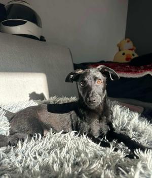 Do adopcji Białobrzegi