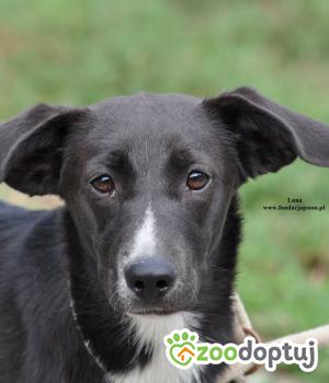 Do adopcji Nowy Dwór Mazowiecki