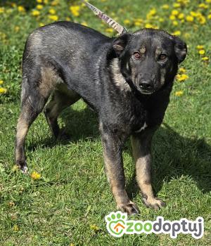 Do adopcji Zgierz