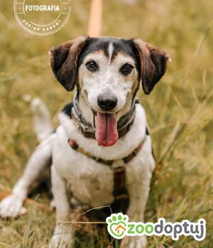 Do adopcji Głogów