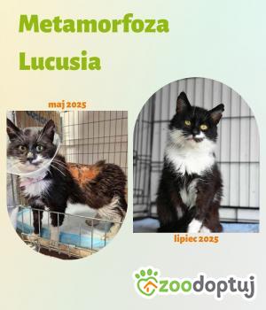 Do adopcji Toruń
